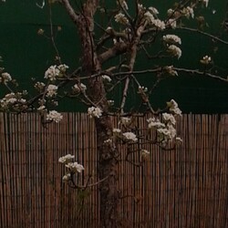 Emel Ayaz